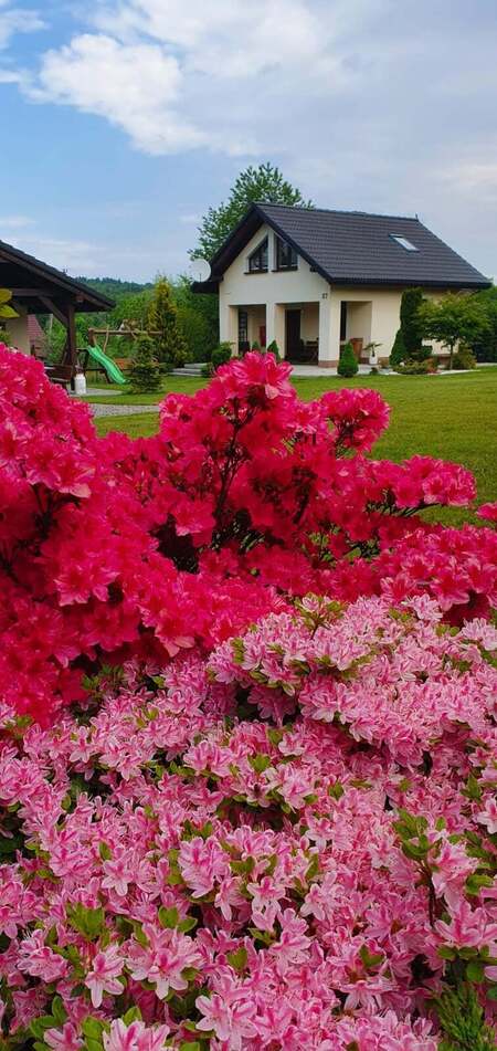  (kliknięcie spowoduje powiększenie obrazu)