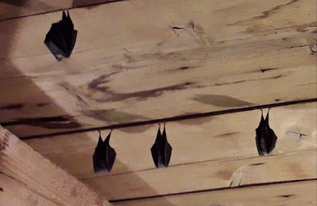 Obserwatorium Nietoperzy w Brennej (kliknięcie spowoduje powiększenie obrazu)