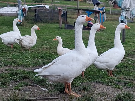  (kliknięcie spowoduje powiększenie obrazu)