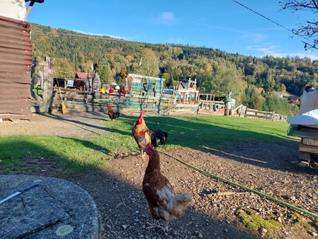  (kliknięcie spowoduje powiększenie obrazu)