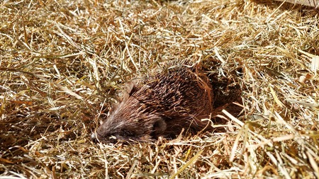  (kliknięcie spowoduje powiększenie obrazu)