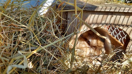  (kliknięcie spowoduje powiększenie obrazu)