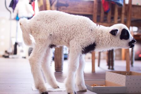  (kliknięcie spowoduje powiększenie obrazu)