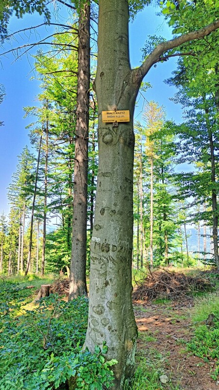  (kliknięcie spowoduje powiększenie obrazu)