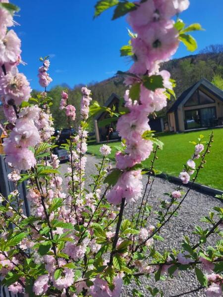  (kliknięcie spowoduje powiększenie obrazu)