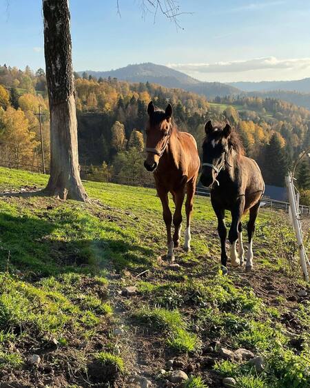  (kliknięcie spowoduje powiększenie obrazu)