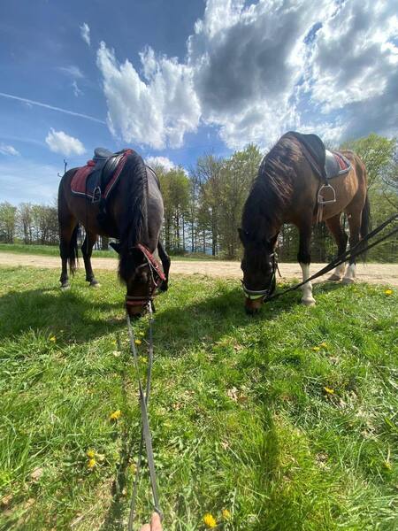  (kliknięcie spowoduje powiększenie obrazu)