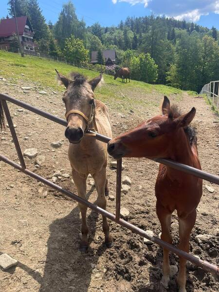  (kliknięcie spowoduje powiększenie obrazu)