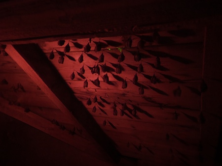 Obserwatorium Nietoperzy w Brennej (kliknięcie spowoduje powiększenie obrazu)